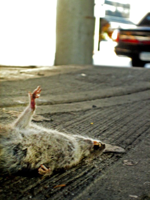 frozen rat under the bqe brooklyn