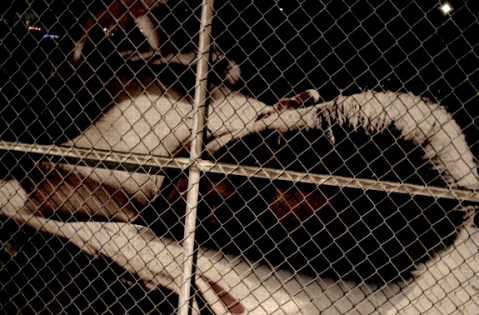 model-fence_6947 model-fence_6947