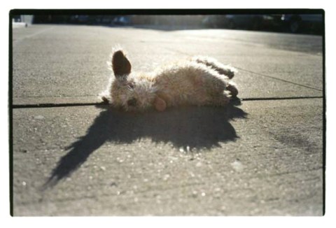 plush doll puppy brooklyn new york