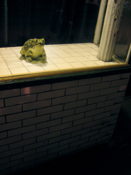 toad_2033-small.skb8