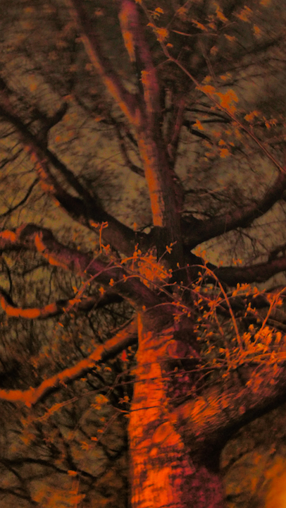 Spring At Macri Park, Again. Brooklyn