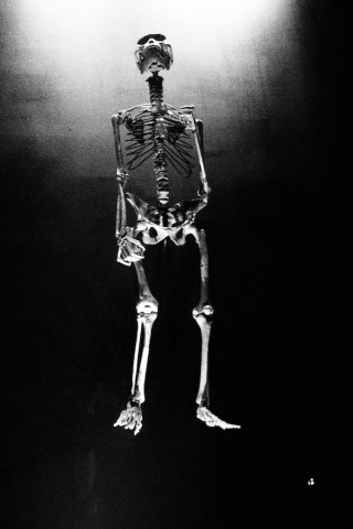 Lucy, National Geographic Society, Washington DC