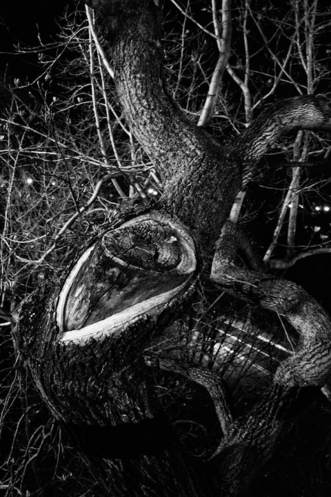 Frrom Within Without, Trees of DC IV